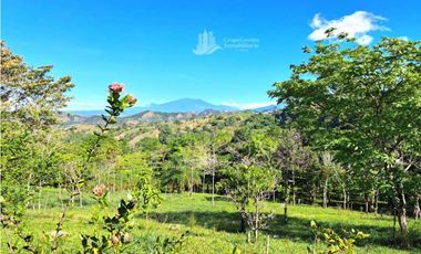 VENDO FINCA DE 12 HECTAREAS REFORESTADA