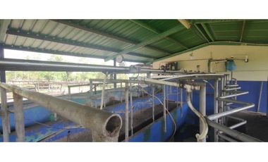 VENDO FINCA DE 195 HECTAREAS EN COORDILLERA CON AGUA VIVA