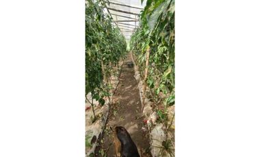 VENDO FINCA DE 195 HECTAREAS EN COORDILLERA CON AGUA VIVA