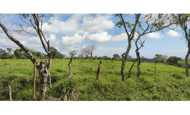 VENDO FINCA DE 195 HECTAREAS EN COORDILLERA CON AGUA VIVA