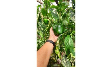 VENDO FINCA DE 195 HECTAREAS EN COORDILLERA CON AGUA VIVA