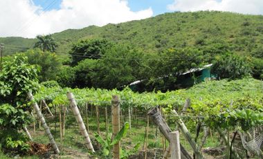 finca en venta en vereda la despensa. Cod V107227