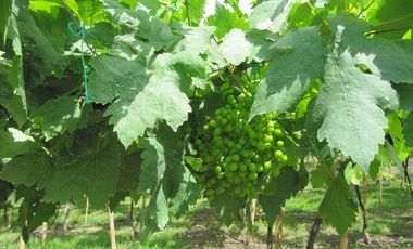 finca en venta en vereda la despensa. Cod V107227