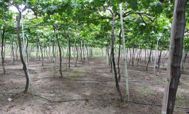 finca en venta en vereda la despensa. Cod V107227