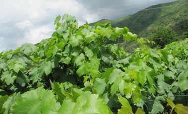 finca en venta en vereda la despensa. Cod V107227