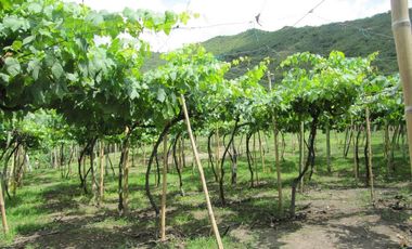 finca en venta en vereda la despensa. Cod V107227