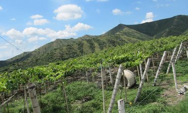 finca en venta en vereda la despensa. Cod V107227