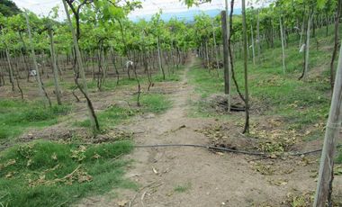 finca en venta en vereda la despensa. Cod V107227