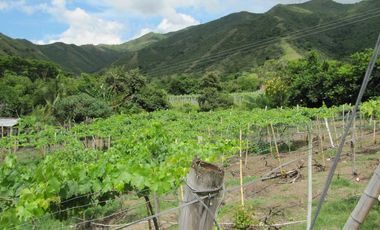 finca en venta en vereda la despensa. Cod V107227