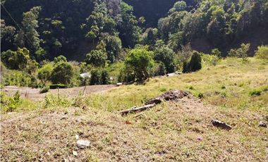 VENDO 6 HECTAREAS DE CAFE EN TIERRAS ALTAS