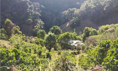 VENDO 6 HECTAREAS DE CAFE EN TIERRAS ALTAS