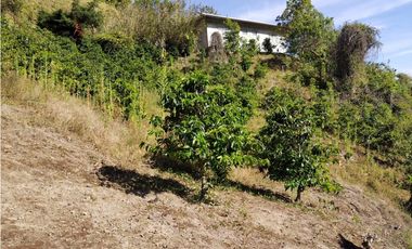 VENDO 6 HECTAREAS DE CAFE EN TIERRAS ALTAS