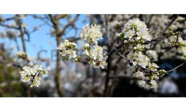PARCELA DE AGRADO EN CHAMPA - OPORTUNIDAD!!