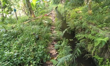 Tanah Kebun Jati di Desa Cikalahang Dijual Murah