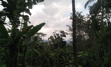 Tanah Kebun Jati di Desa Cikalahang Dijual Murah