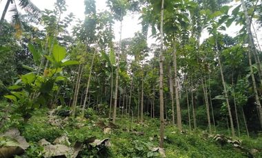 Tanah Kebun Jati di Desa Cikalahang Dijual Murah