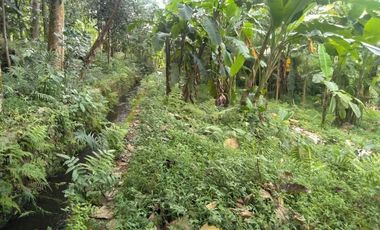 Tanah Kebun Jati di Desa Cikalahang Dijual Murah