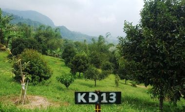 Kebun Durian Luas 1000 Meter di Bogor Siap Panen Harga Murah