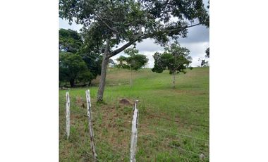 TERRENO A LA VENTA EN CAMINO A LA LAGUNA CHAME