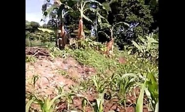 Jual Tanah Perumahan 18 Ha Di Cihampelas Kota Bandung Barat