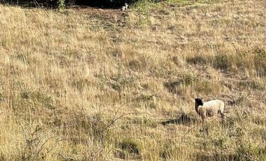 Terreno en venta cercano a Carahue.