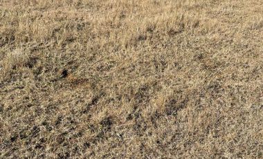 Terreno en venta cercano a Carahue.