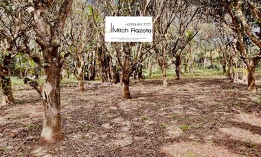 3-Hectare Farm With 7 Bedroom House and Swimming Pool For Sale in Lipa, Batangas
