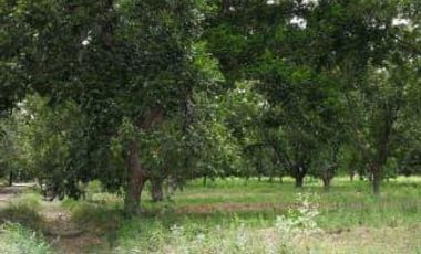 Terreno en Venta en San Buenaventura, Coahuila.