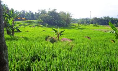 Jual Tanah murah sawah kebun dekat pemukiman pedesaan Kertasari darangdan Purwakarta Jawa Barat