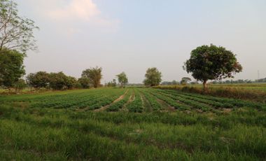Fertile Farm Land For Sale, Phang Khwang, Sakon Nakhon