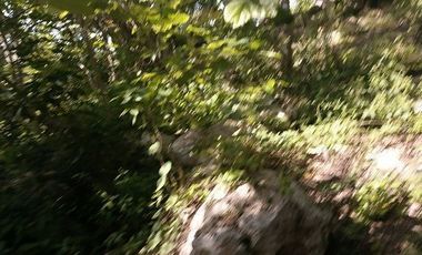 Espectacular Terreno en venta con 3 cenotes.