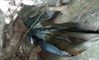 Espectacular Terreno en venta con 3 cenotes.