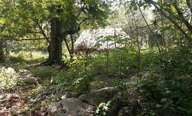 Espectacular Terreno en venta con 3 cenotes.
