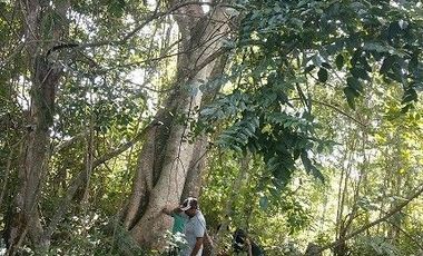 Espectacular Terreno en venta con 3 cenotes.