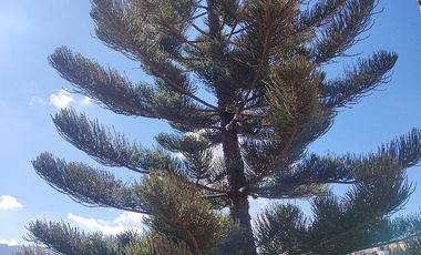 Casa en venta cerro del cuarto Guanajuato