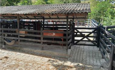 VENTA DE FINCA GANADERA, VALPARAISO, SUROESTE ANTIOQUEÑO