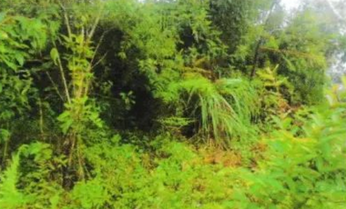 VENTA DE TERRENO EN VERAGUAS - SANTA FE 1 HECTARIA