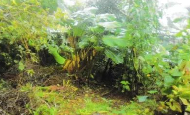 VENTA DE TERRENO EN VERAGUAS - SANTA FE 1 HECTARIA