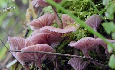 OPORTUNIDAD!!! HERMOSO TERRENO A 13 MINUTOS DE MINERAL DEL CHICO, MUY CERCA DEL ARROYO $900 el M2 BOSQUE Y VALLE