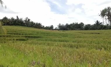 rice fields for sale in Tabanan Bali