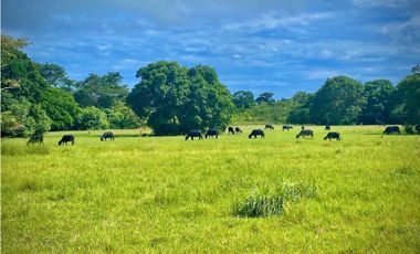 Finca en venta en el Urabá Antioquia