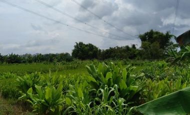 DIJUAL TANAH MURAH TEMPEL TANJUNG KEDAMEAN GRESIK