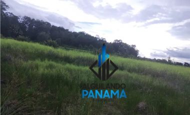 Se Vende Finca Agricola 29,1Ha,USD290,000,Chiriqui Baru