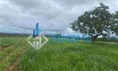 Se Vende Hermosa Finca Ganadera 96 Ha San Lorenzo USD$748,800,00
