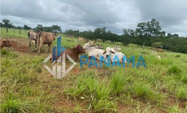Se Vende Hermosa Finca Ganadera 96 Ha San Lorenzo USD$748,800,00