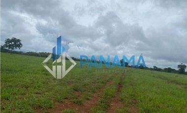 Se Vende Hermosa Finca Ganadera 96 Ha San Lorenzo USD$748,800,00