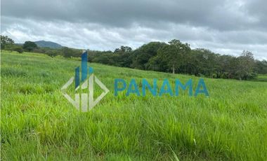 Se Vende Hermosa Finca Ganadera 96 Ha San Lorenzo USD$748,800,00