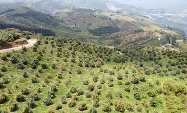 finca en venta en titiribí. Cod V11682