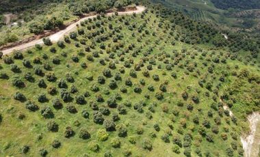 finca en venta en titiribí. Cod V11682