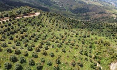 finca en venta en titiribí. Cod V11682